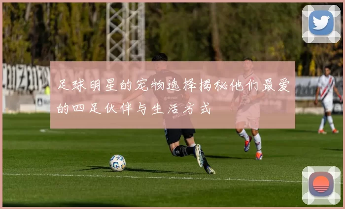 足球明星的宠物选择揭秘他们最爱的四足伙伴与生活方式